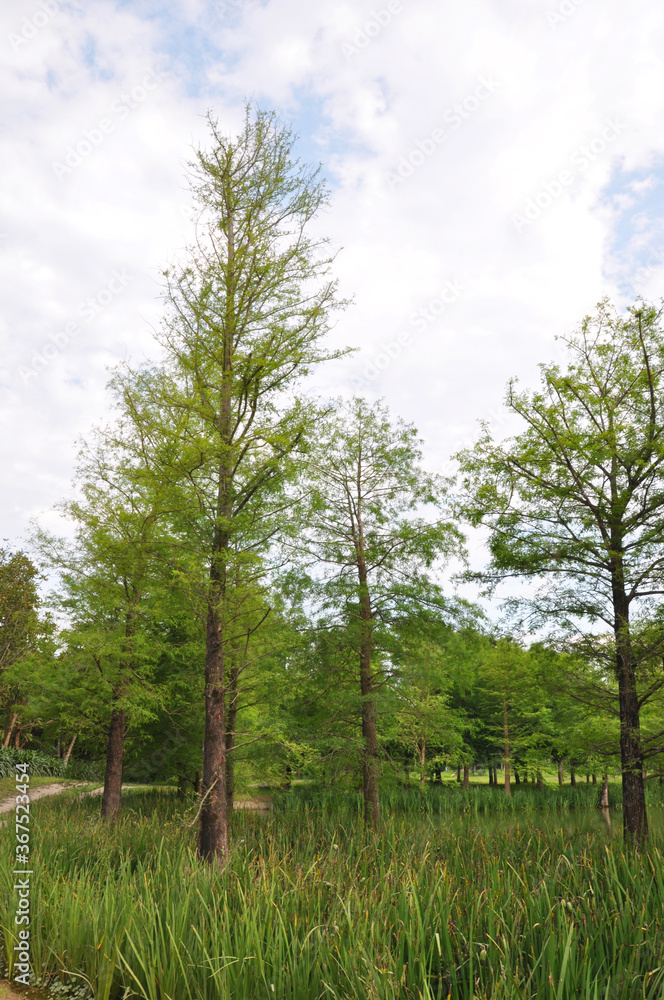 Obraz premium Some green trees