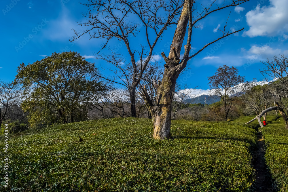 Scenic view of the tea garden in Dharamsala, India