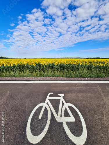 Radfahren am Sonnenblumenfeld photo