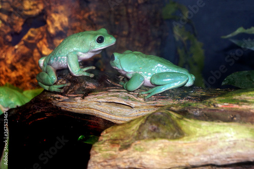 Green rainforest frogs