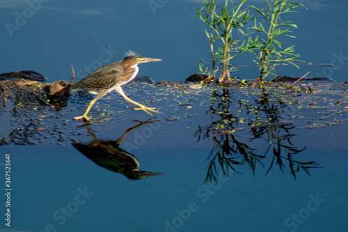 marching green heron with reflection