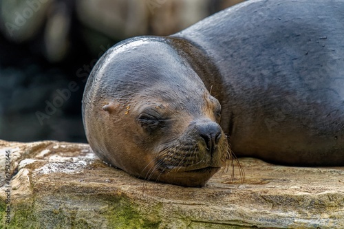 Maned Seal 
