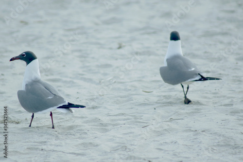 strolling seagulls