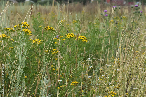 yellow wildflowers tansy in a summer meadow