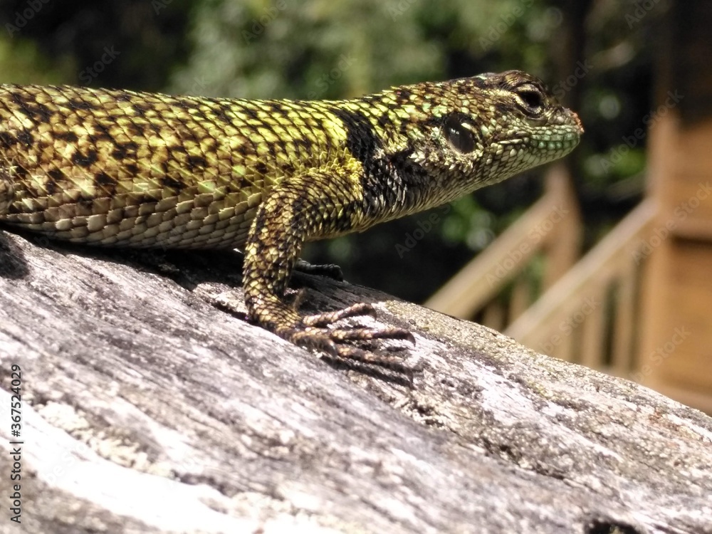 Fototapeta premium Pequeño reptil