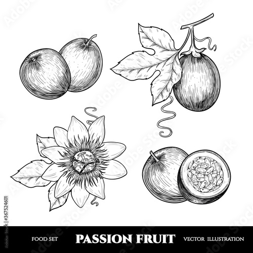 Vector passion fruit hand drawn sketch. Sketch vector  food illustration. Vintage style