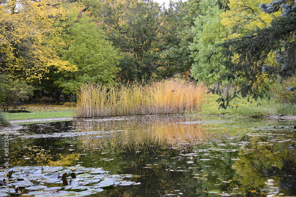 Fototapeta premium Autumn landscape: yellowed reed on duckweed pond