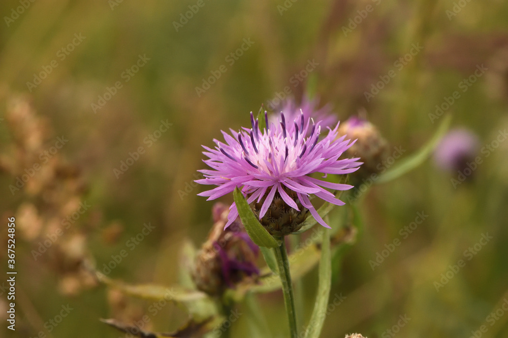 purple cornflower in a summer meadow purple cornflower in a summer meadow