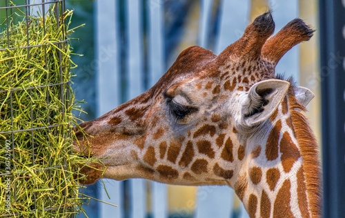 Photography giraffe eating grass