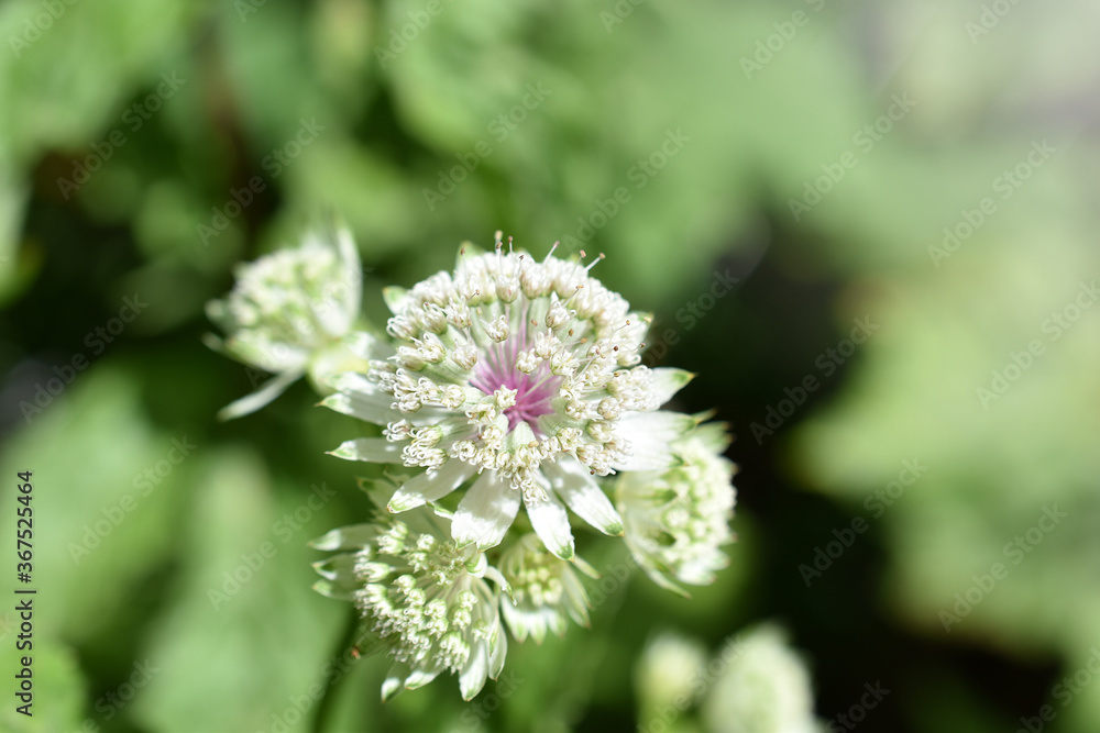 Große Sterndolde, Astrantia major, Blüte im Detail
Große Sterndolde, Astrantia major, Blüte im Detail