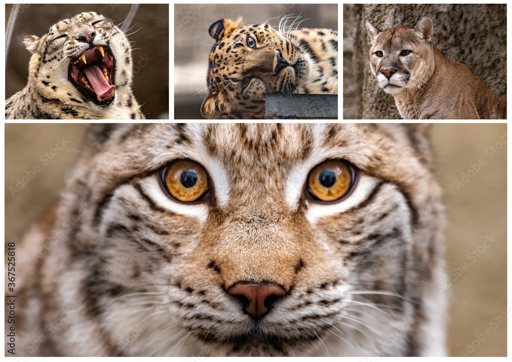set of photos of the big cats. Puma, leopard, snow leopard, lynx. close up.  Stock Photo | Adobe Stock