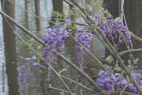 wisteria over the river