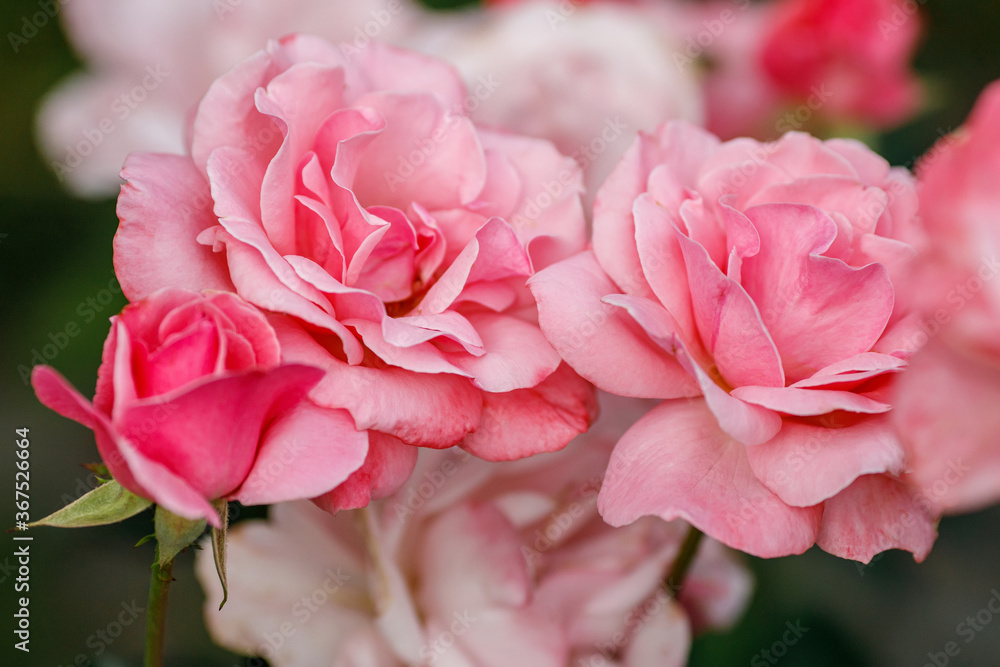 Beautiful big pink roses in garden, closeup