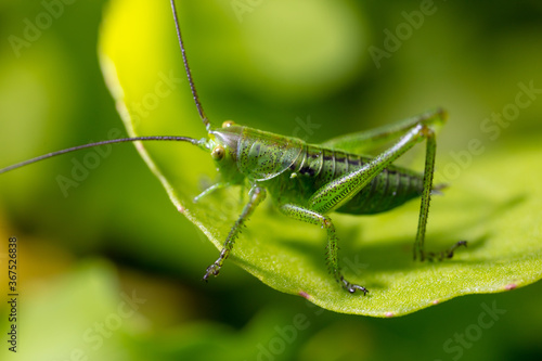 Green grasshopper in grassy vegetation.