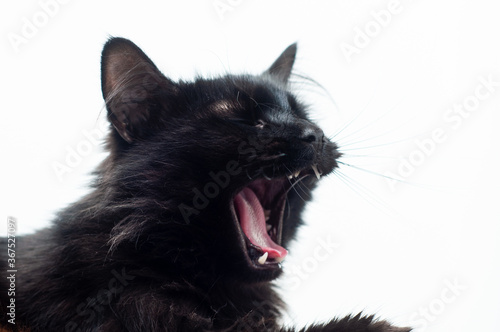 Photography Black cat yawning with mouth wide open showing feelings of tiredness, laziness and boredom