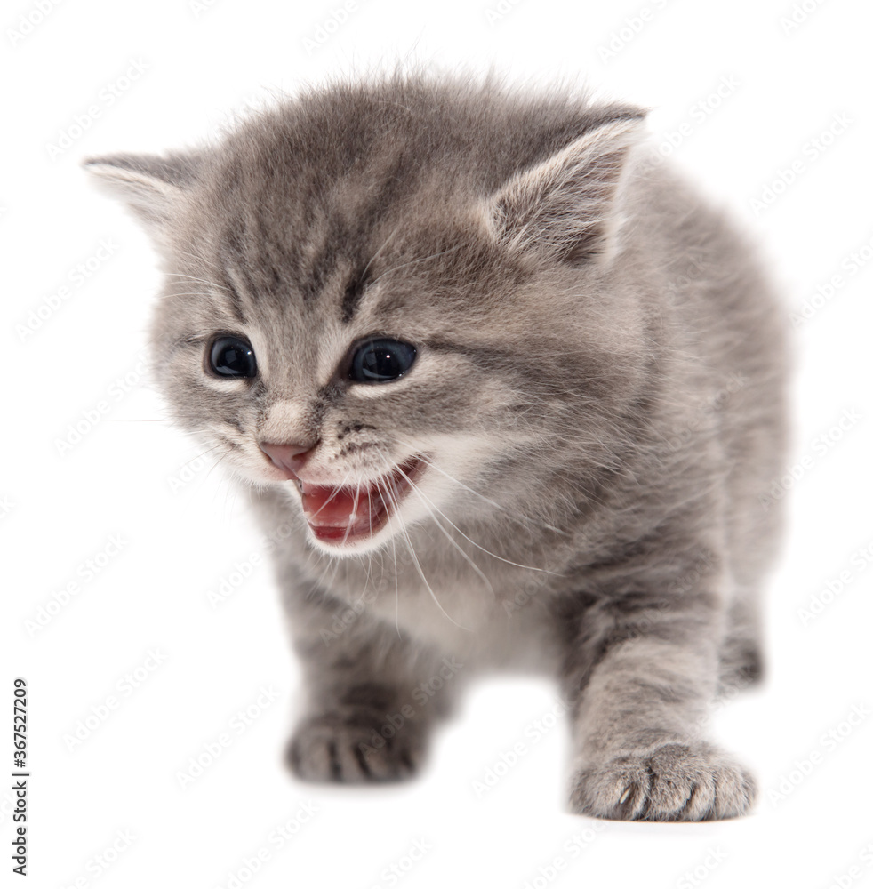 Portrait of a little kitten isolated on a white