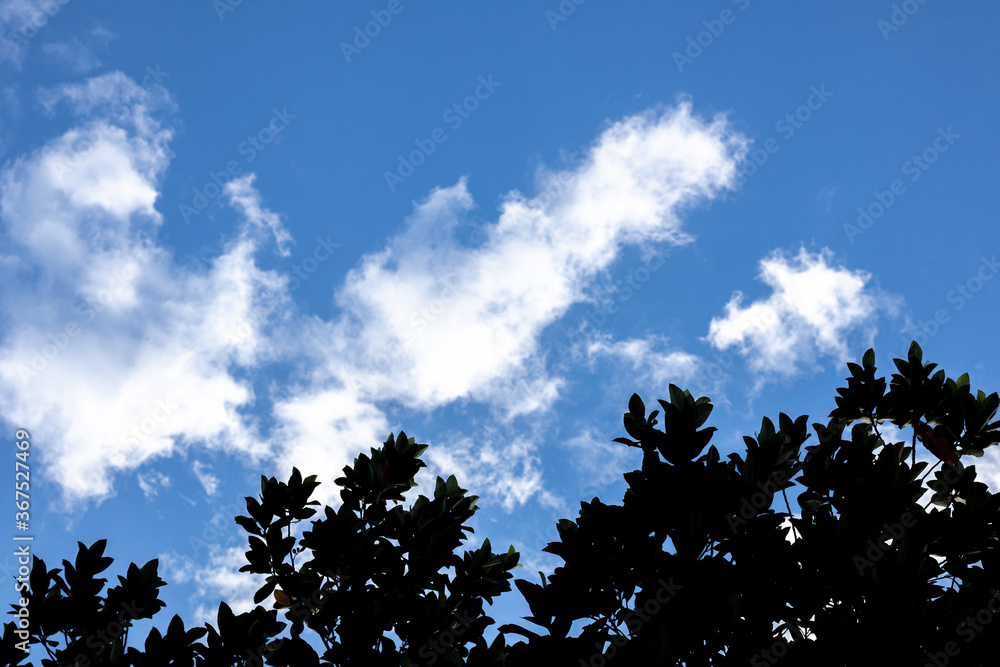 Fototapeta premium Twigs against the blue sky and white clouds background.