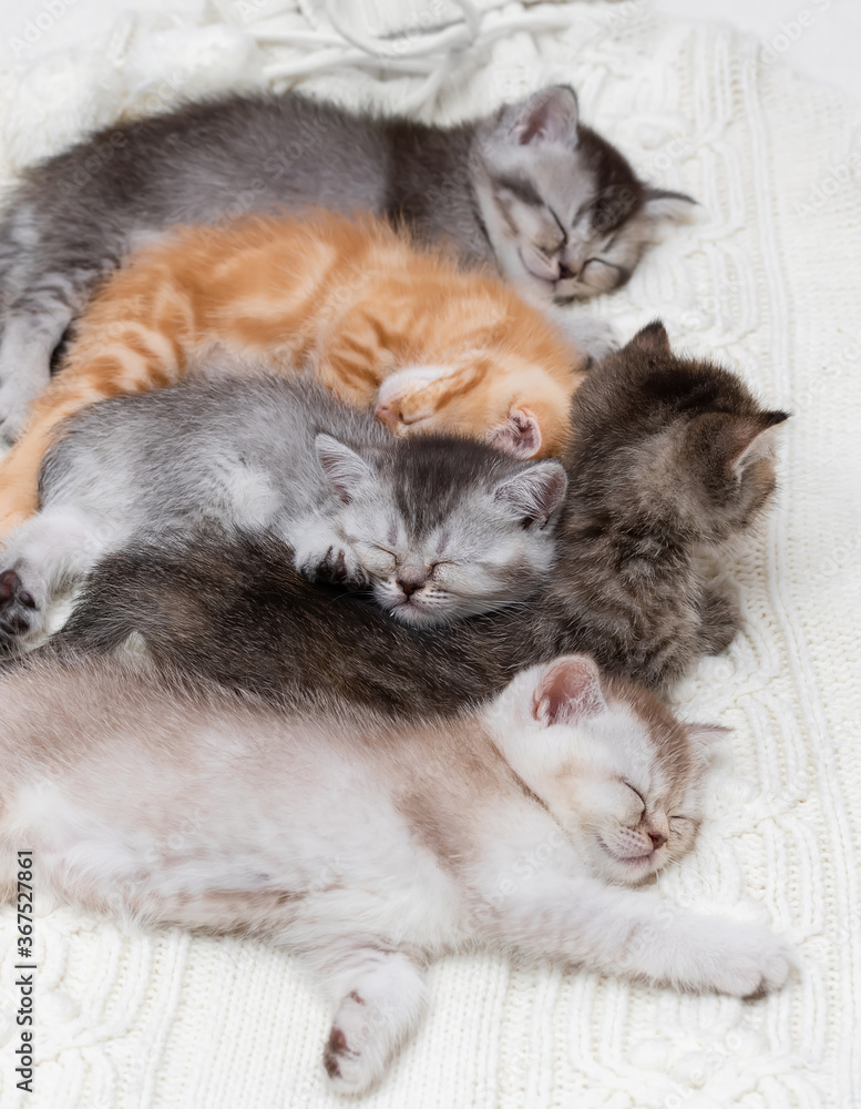 Five British kittens sleeping together Stock Photo Adobe Stock