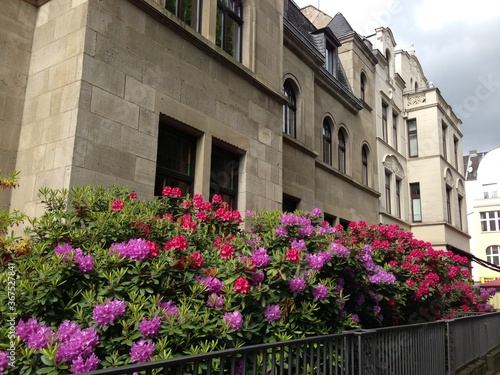 Stadtvorgarten mit Rhododendron © Renate