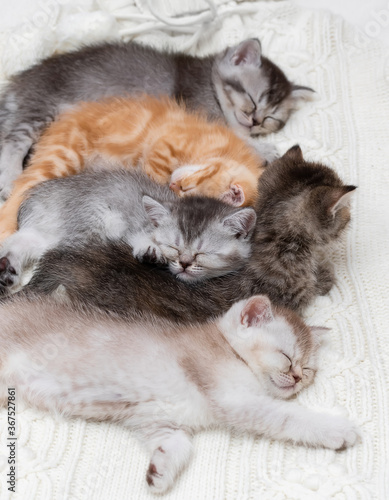 Five British kittens sleeping together © g215