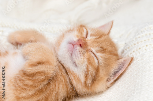 Small, cute orange British kitten