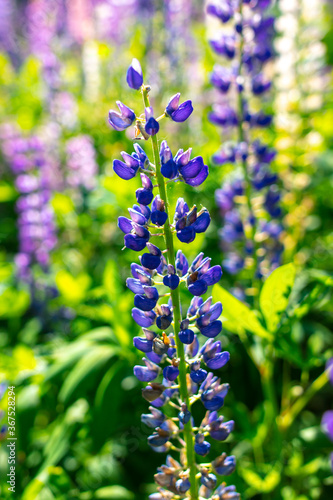 Beautiful purple flower grows in the park.