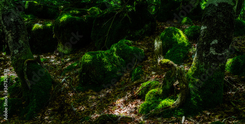 mossy beach wood  a fairy tale forrest   lozere   france.