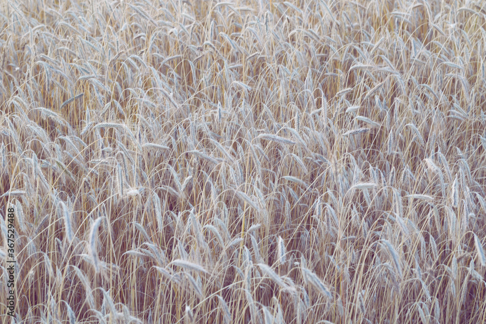 Fototapeta premium grey natural rye field