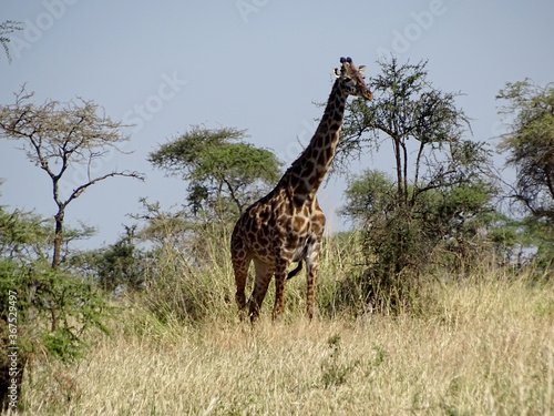 Giraffa camelopardalis tippelskirchi photo