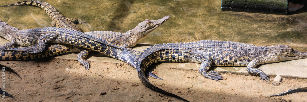 Fototapeta premium Jong;s Crocodile Farm