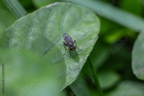 A fly sits on a leaf