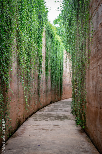 Romantic Tunnel Of Autumnal Hedges.