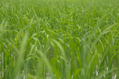 Rice fields in Thailand