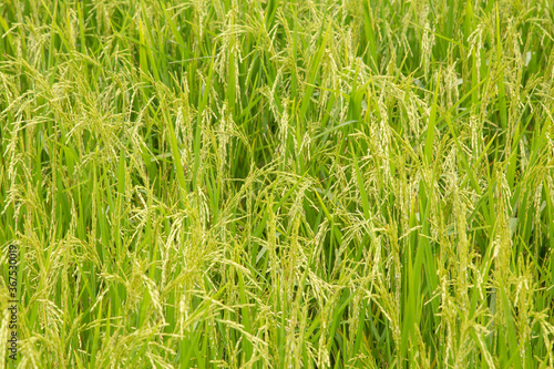 Close up ear of paddy or rice in organic field, agriculture concept.