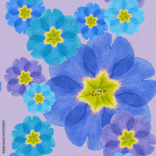 Primula  primrose. Illustration  texture of flowers. Seamless pattern for continuous replication. Floral background  photo collage for textile  cotton fabric. For use in wallpaper  covers.