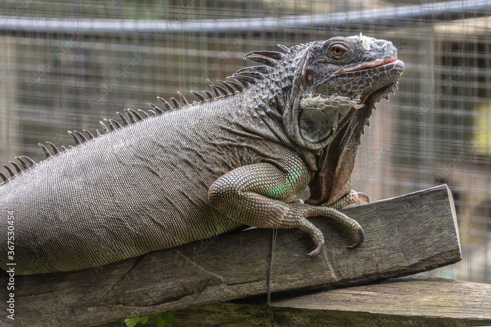 Jong;s Crocodile Farm Jong;s Crocodile Farm
