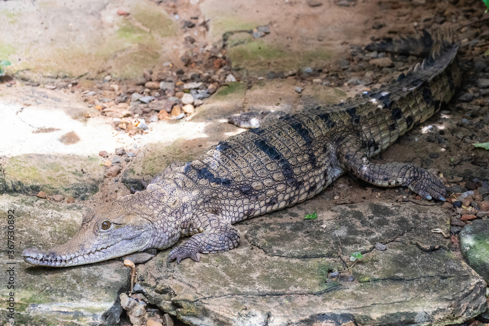 Jong;s Crocodile Farm Jong;s Crocodile Farm