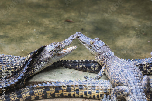 Jong;s Crocodile Farm photo