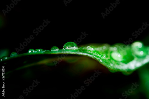 Drop of dew on leaf