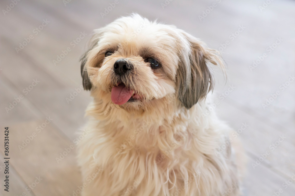 cute fluffy Shih Tzu puppy with tongue hanging out cute fluffy Shih Tzu puppy with tongue hanging out