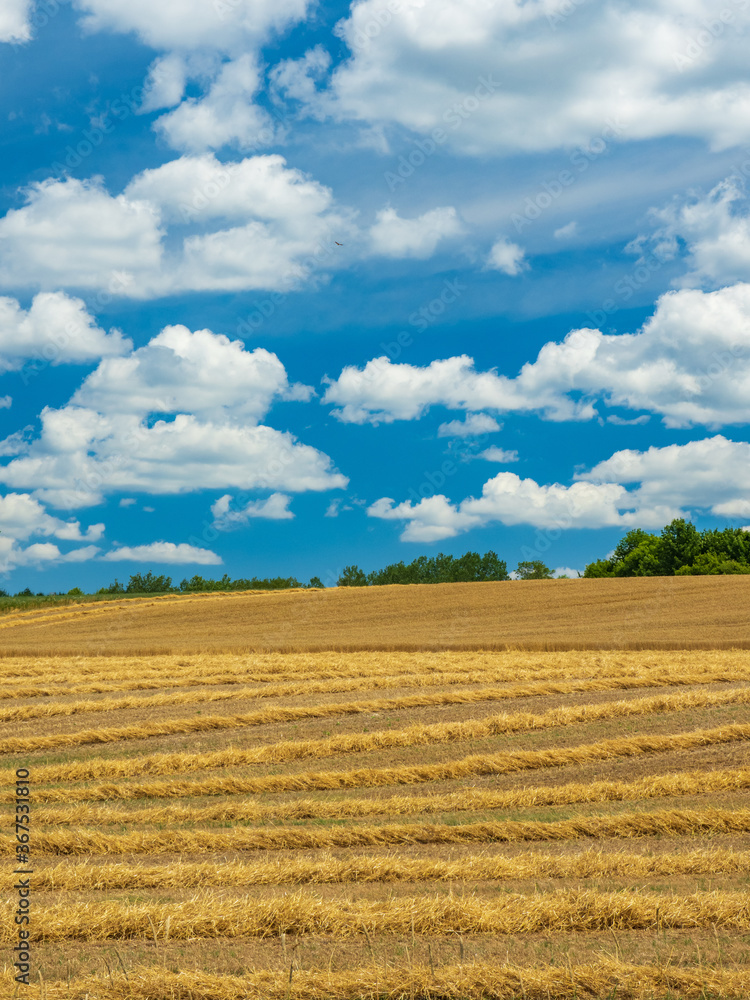 Field of cut wheat or straw