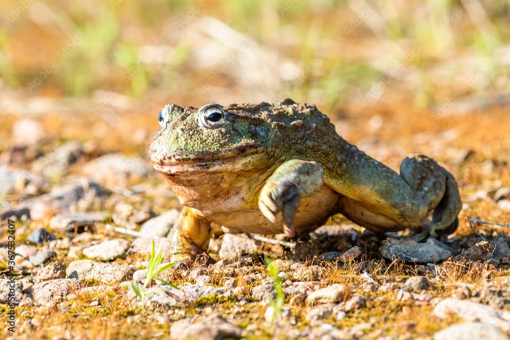 Obraz premium Giant African Bullfrog (Pyxicephalus adspersus), South Africa