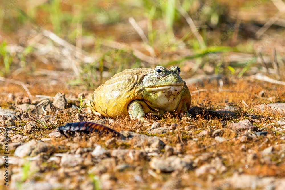 Giant African Bullfrog (Pyxicephalus adspersus), South Africa