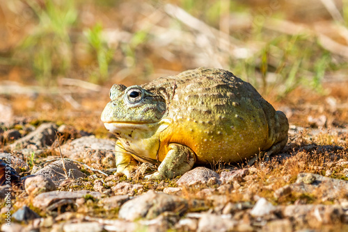 Giant African Bullfrog (Pyxicephalus adspersus), South Africa photo