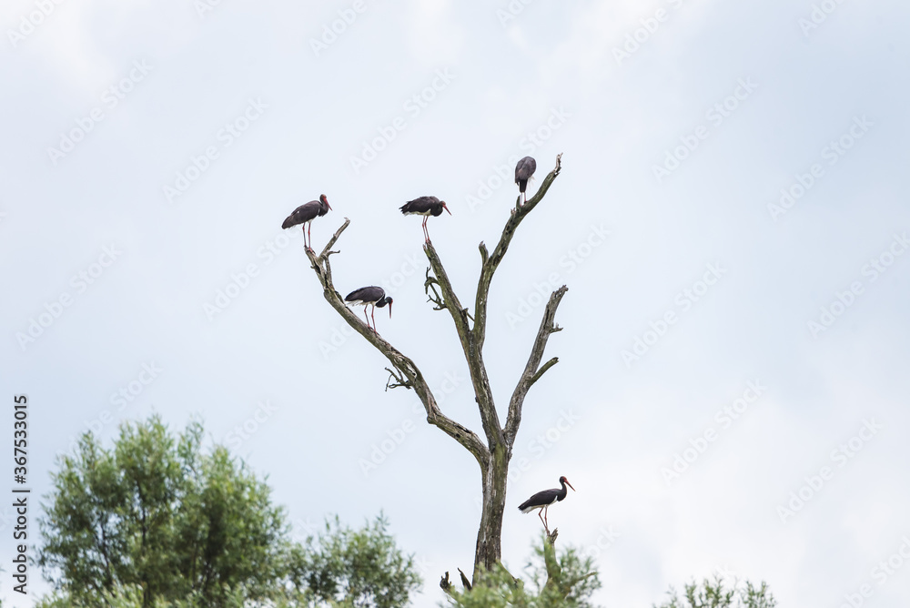 a large black cormorant in the wild on the lake a large black cormorant in the wild on the lake
