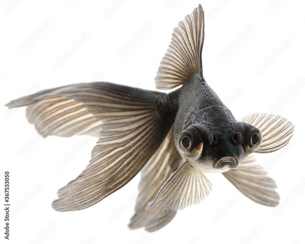 Fototapeta premium Black Goldfish on White
