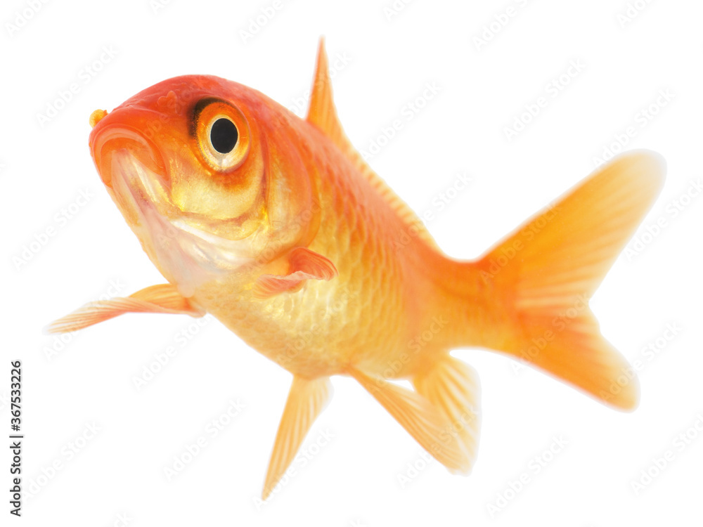 Gold Fish on White Background Gold Fish on White Background