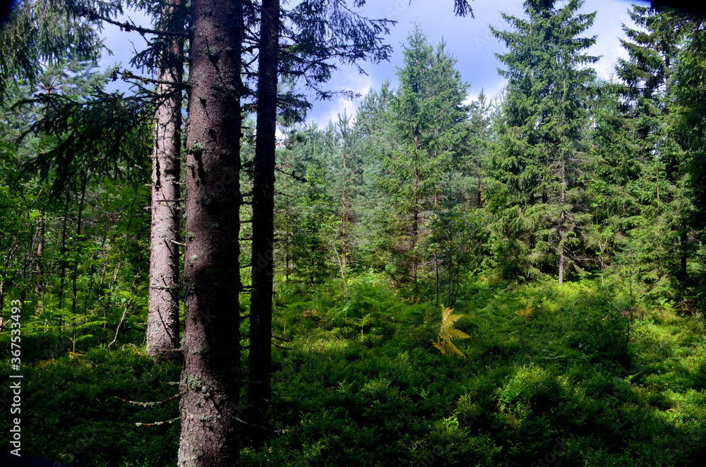 mixed tree and spruce forest on a sunny summer day mixed tree and spruce forest on a sunny summer day