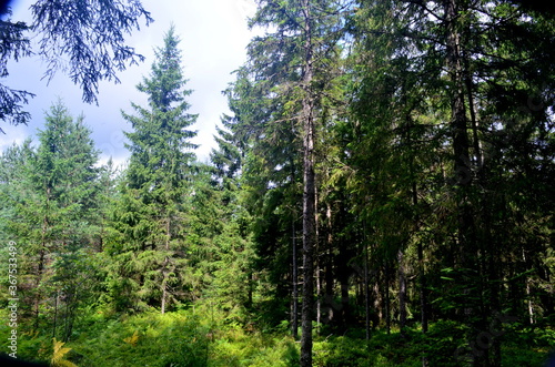 mixed tree and spruce forest on a sunny summer day
