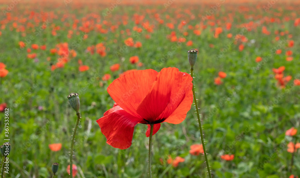 Fototapeta premium red poppy flowers